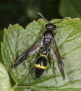 Symmorphus allobrogus